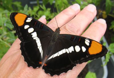 California Sister butterfly on my hand.