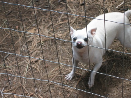 Chico, defending his yard